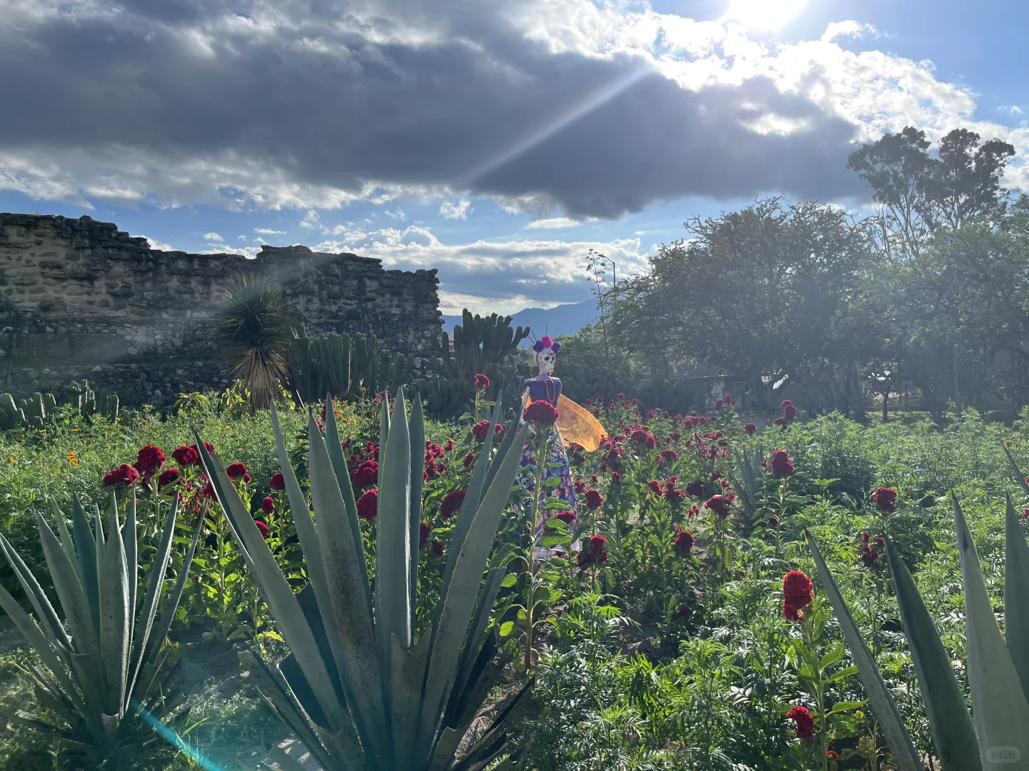 墨西哥🇲🇽Oaxaca 旅游攻略：逛