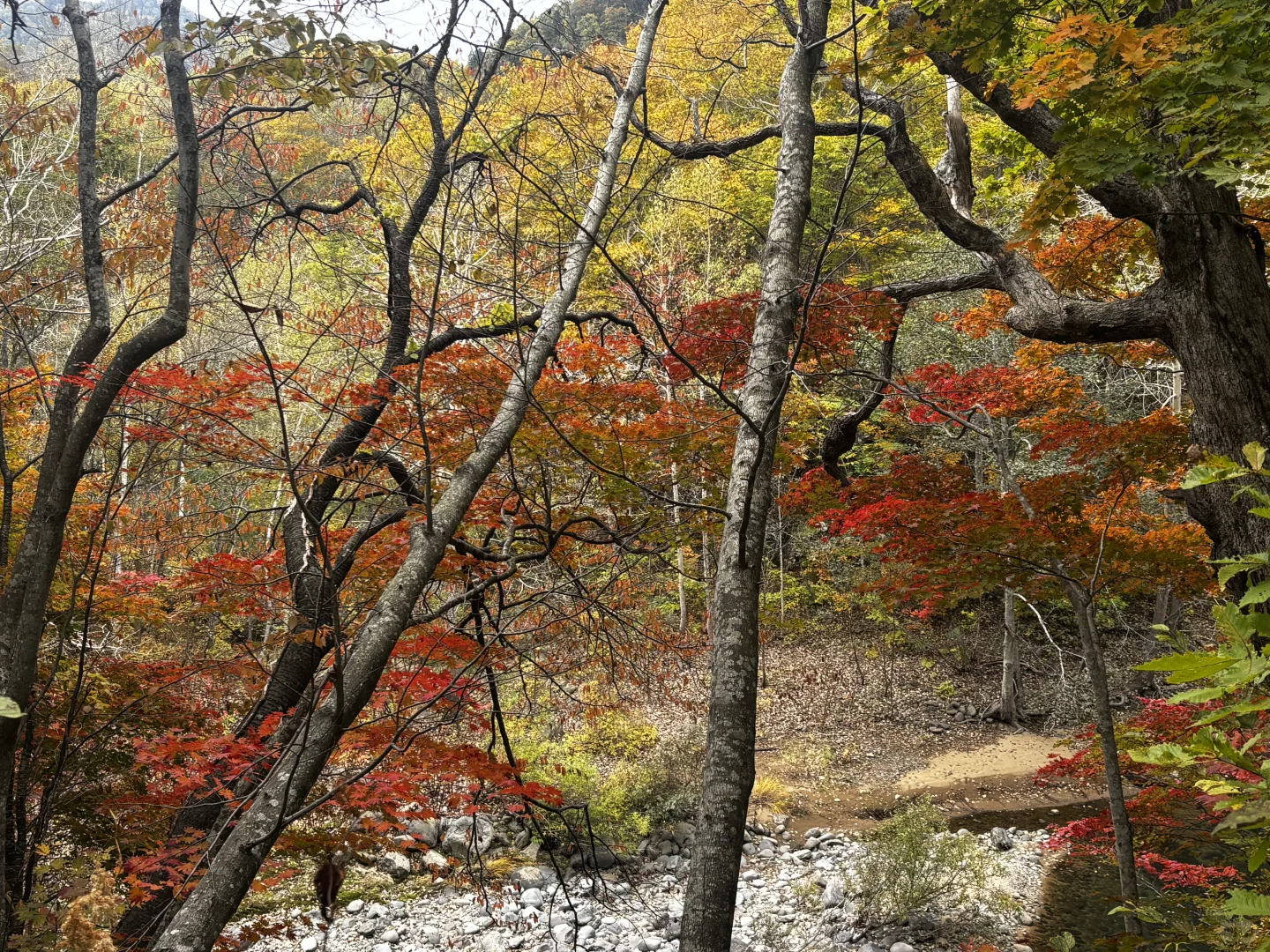 10.16日札幌周边带队赏枫！打卡超小众路线