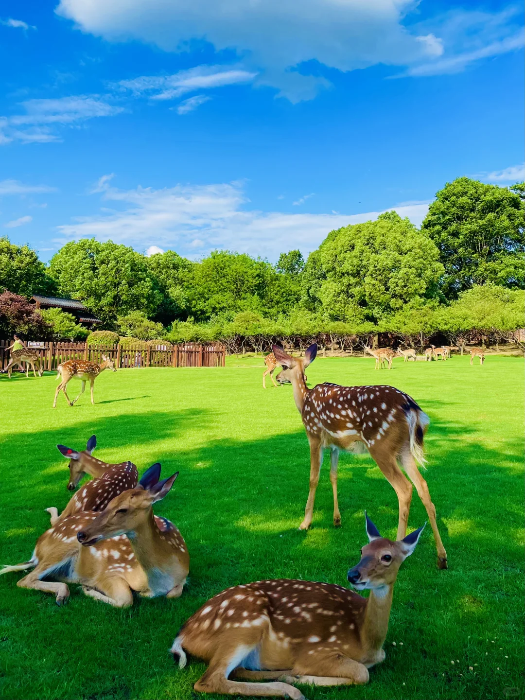 明孝陵免费得起早!(不花钱看鹿攻略)