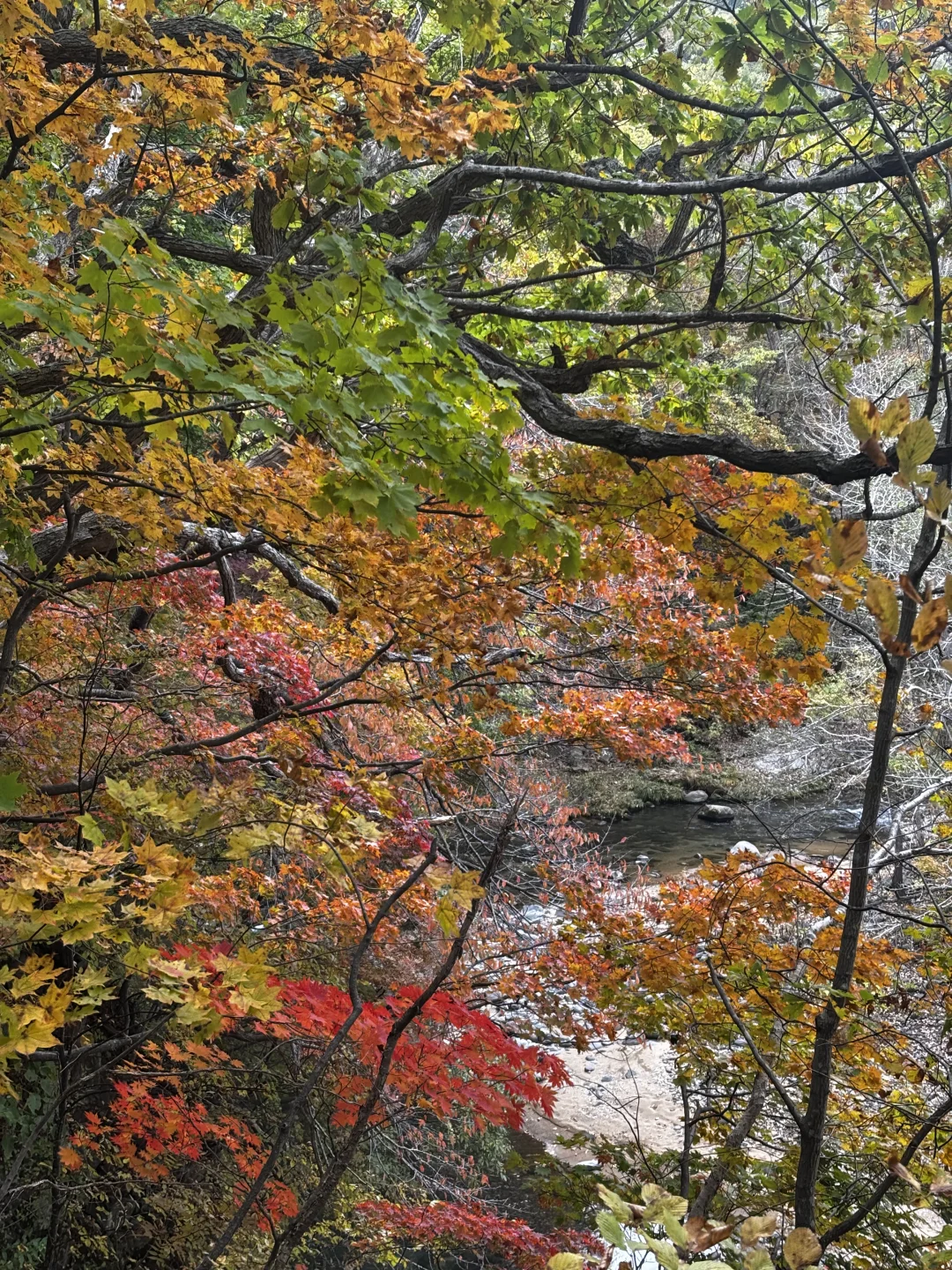 10.16日札幌周边带队赏枫！打卡超小众路线