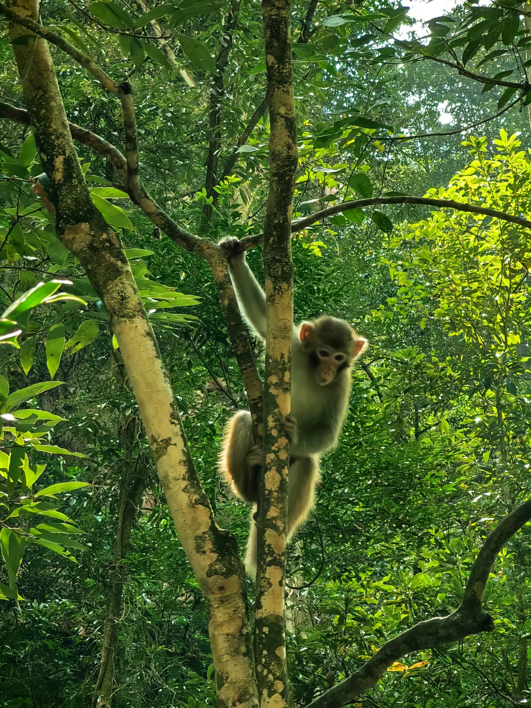 张家界旅游攻略 三天三夜 三索一梯不限次