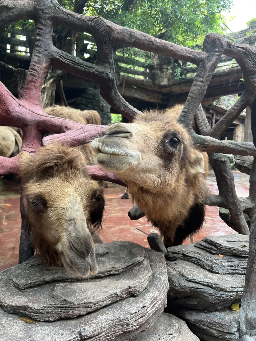 🦌 顺德长鹿休博园最新游玩攻略