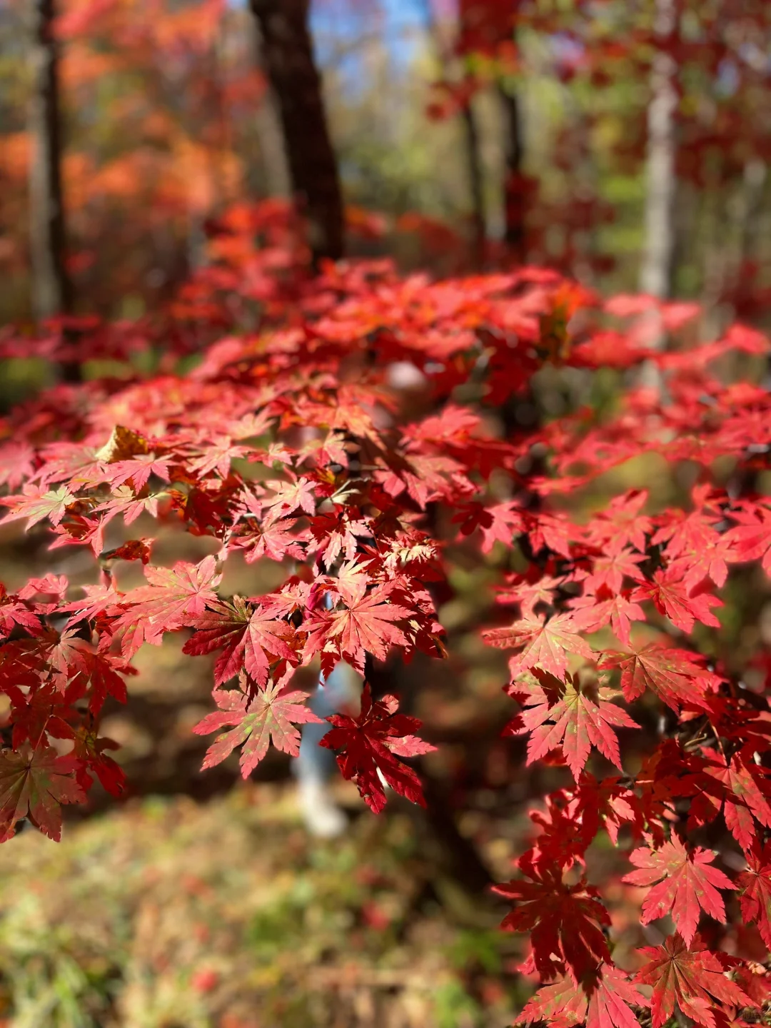 二道白河的超预期惊艳景区- 九溪听泉