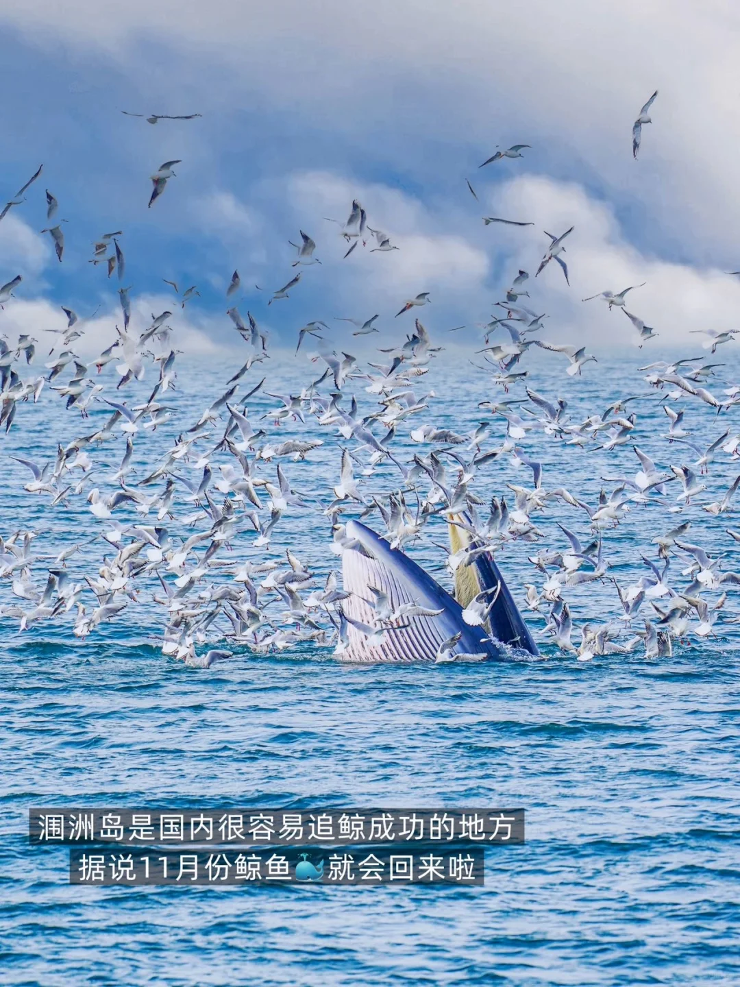 广东的uu们别错过！涠洲岛景区真的是免门票