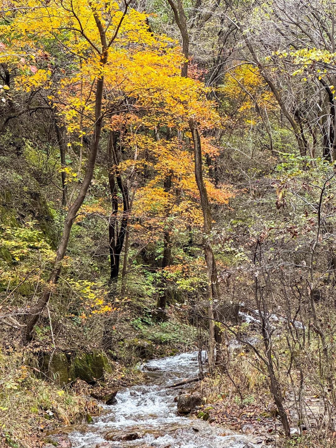 10.12玉渡山 秋意正浓，拍不出的美