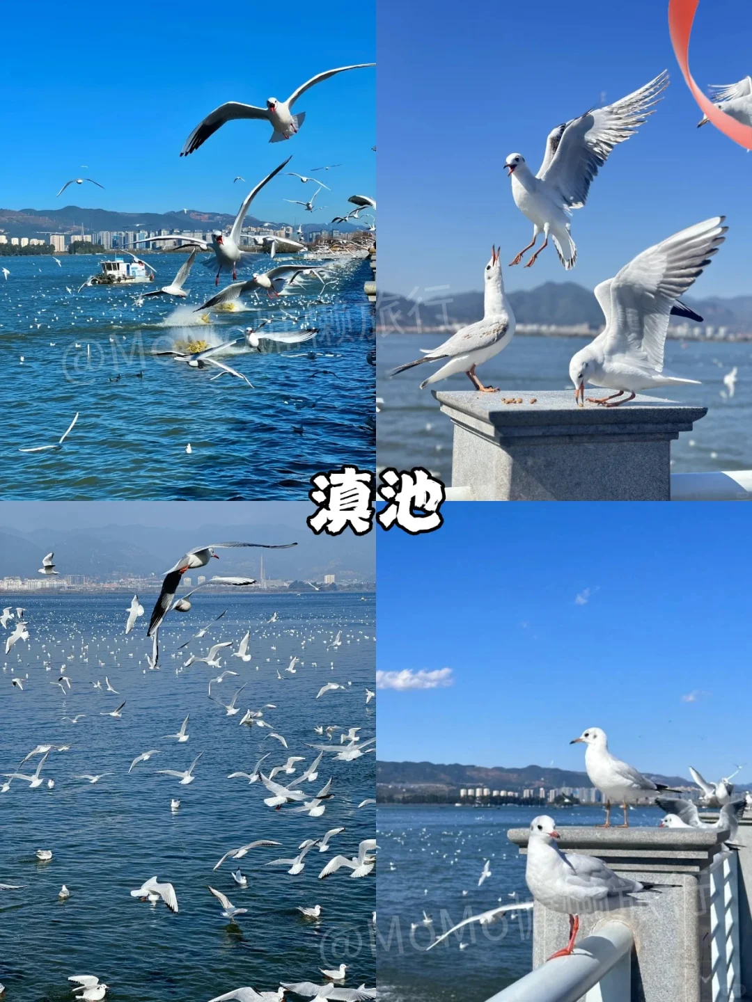 第一次去云南旅游，游玩顺序千万不要搞反了