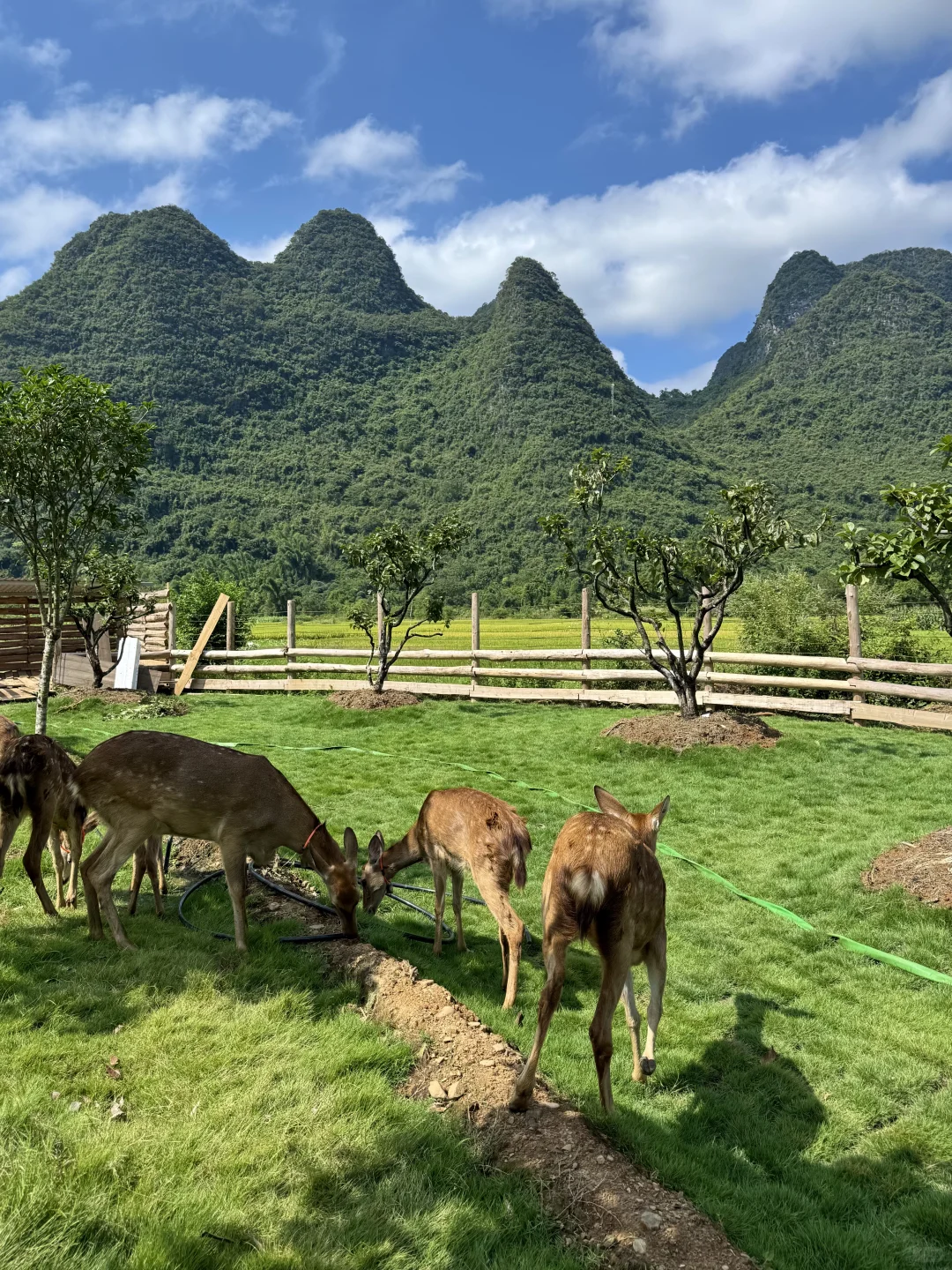 阳朔！建议留半天时间在这里！！🦌💕