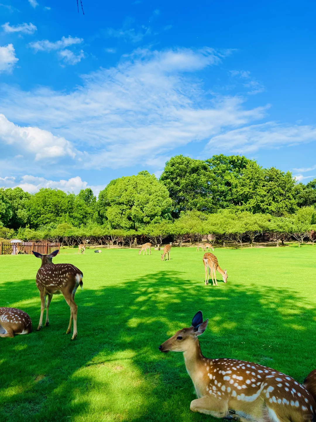 明孝陵免费得起早!(不花钱看鹿攻略)