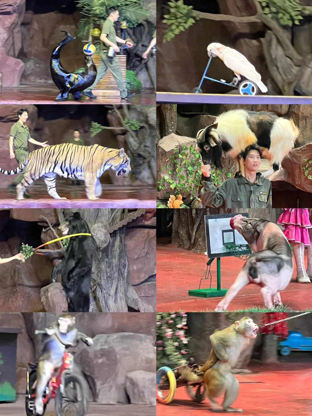 🦌 顺德长鹿休博园最新游玩攻略