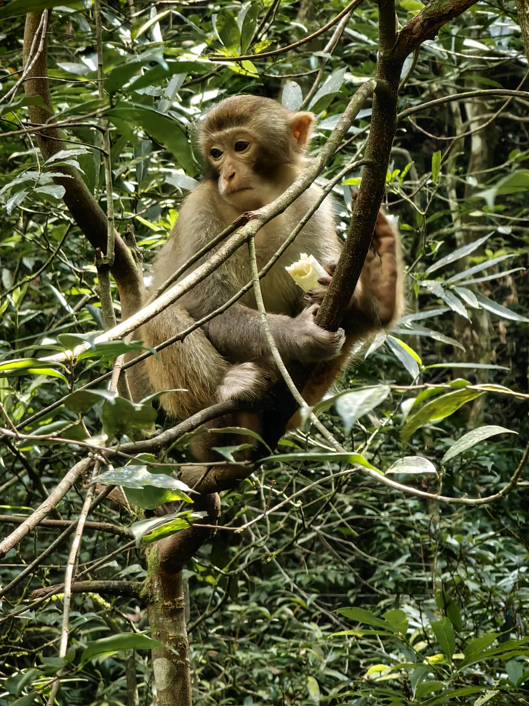 张家界旅游攻略 三天三夜 三索一梯不限次
