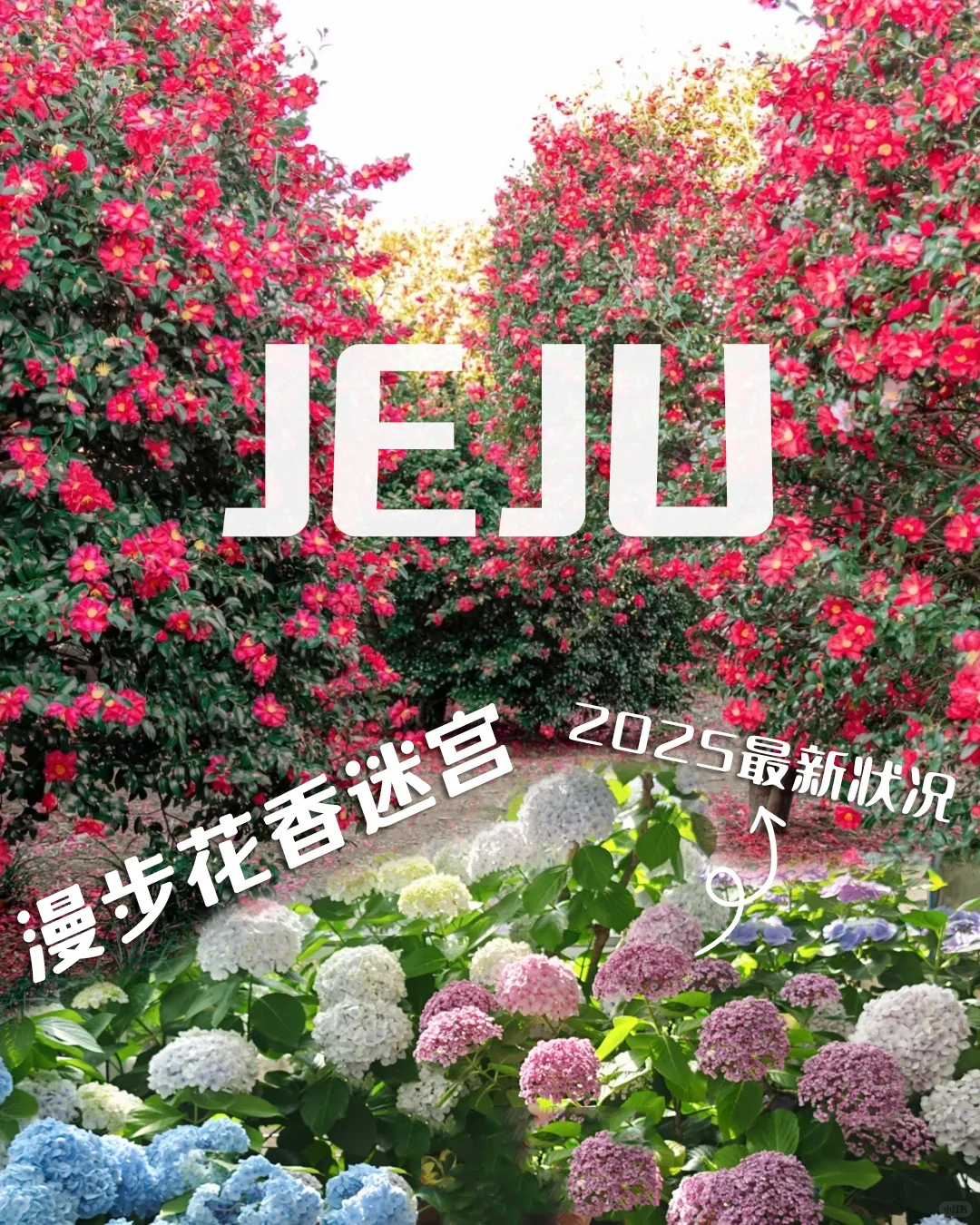 🇰🇷韩国济州岛山茶花暴击🌺好好拍！