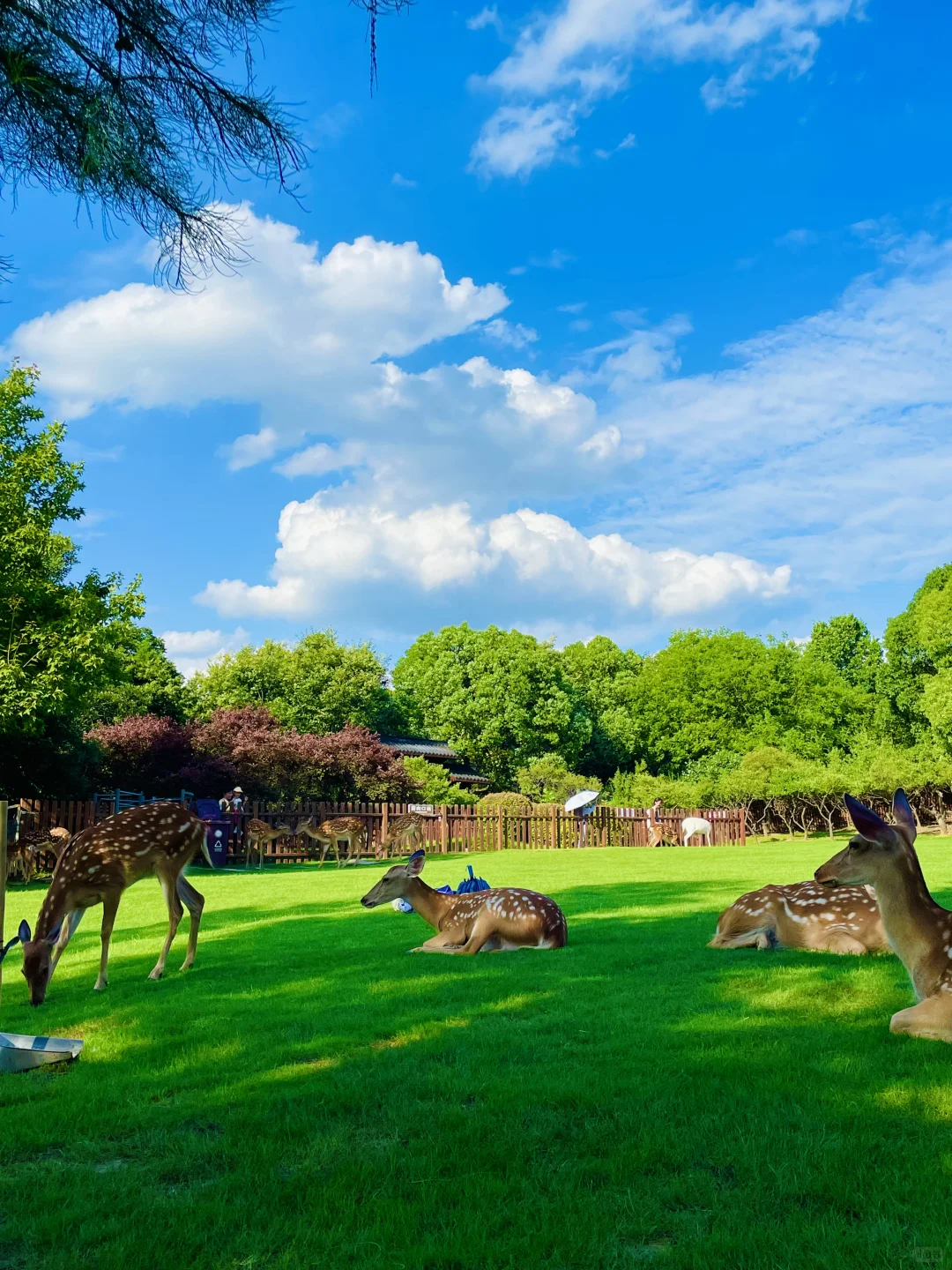 明孝陵免费得起早!(不花钱看鹿攻略)