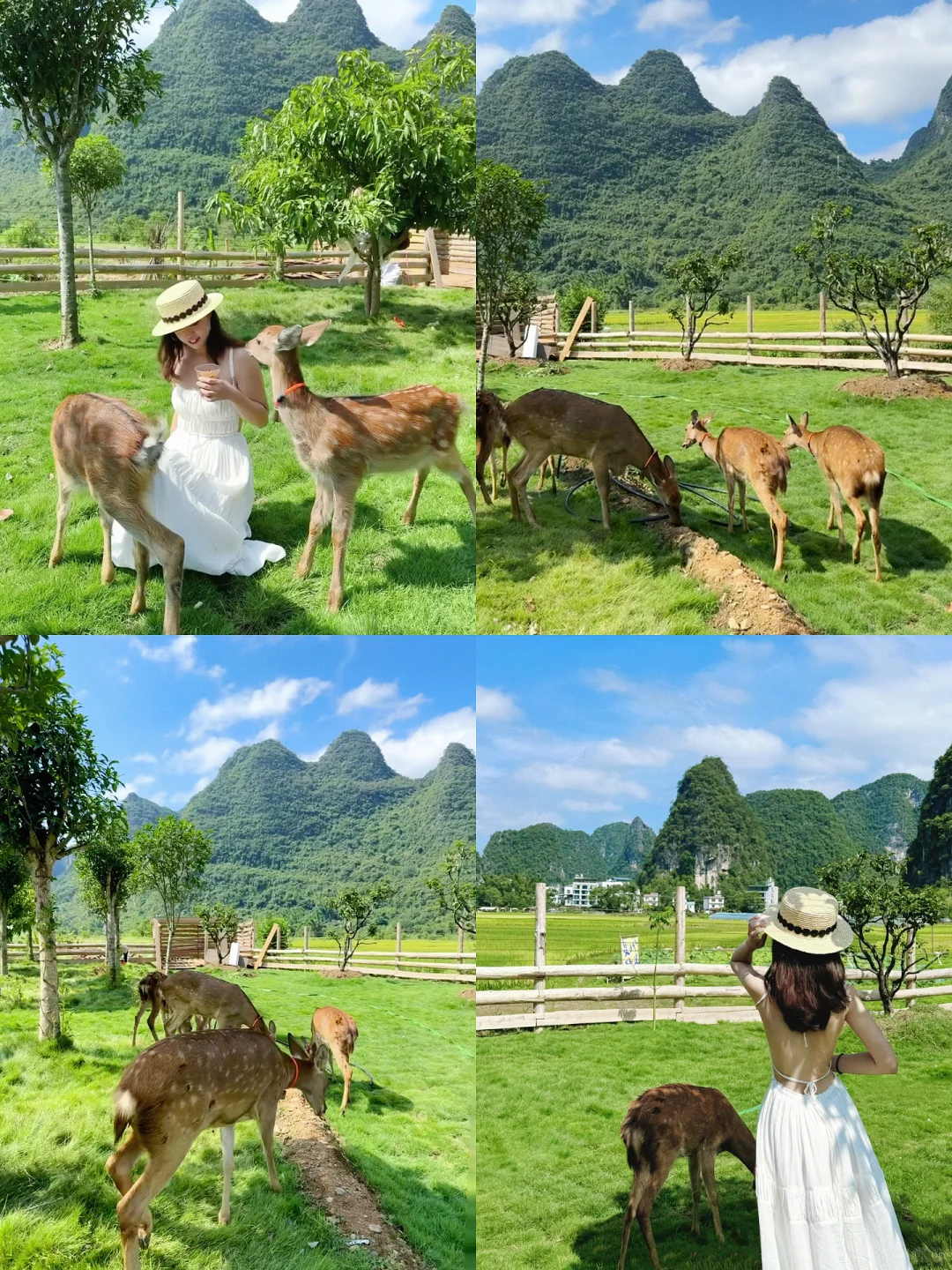 阳朔！建议留半天时间在这里！！🦌💕