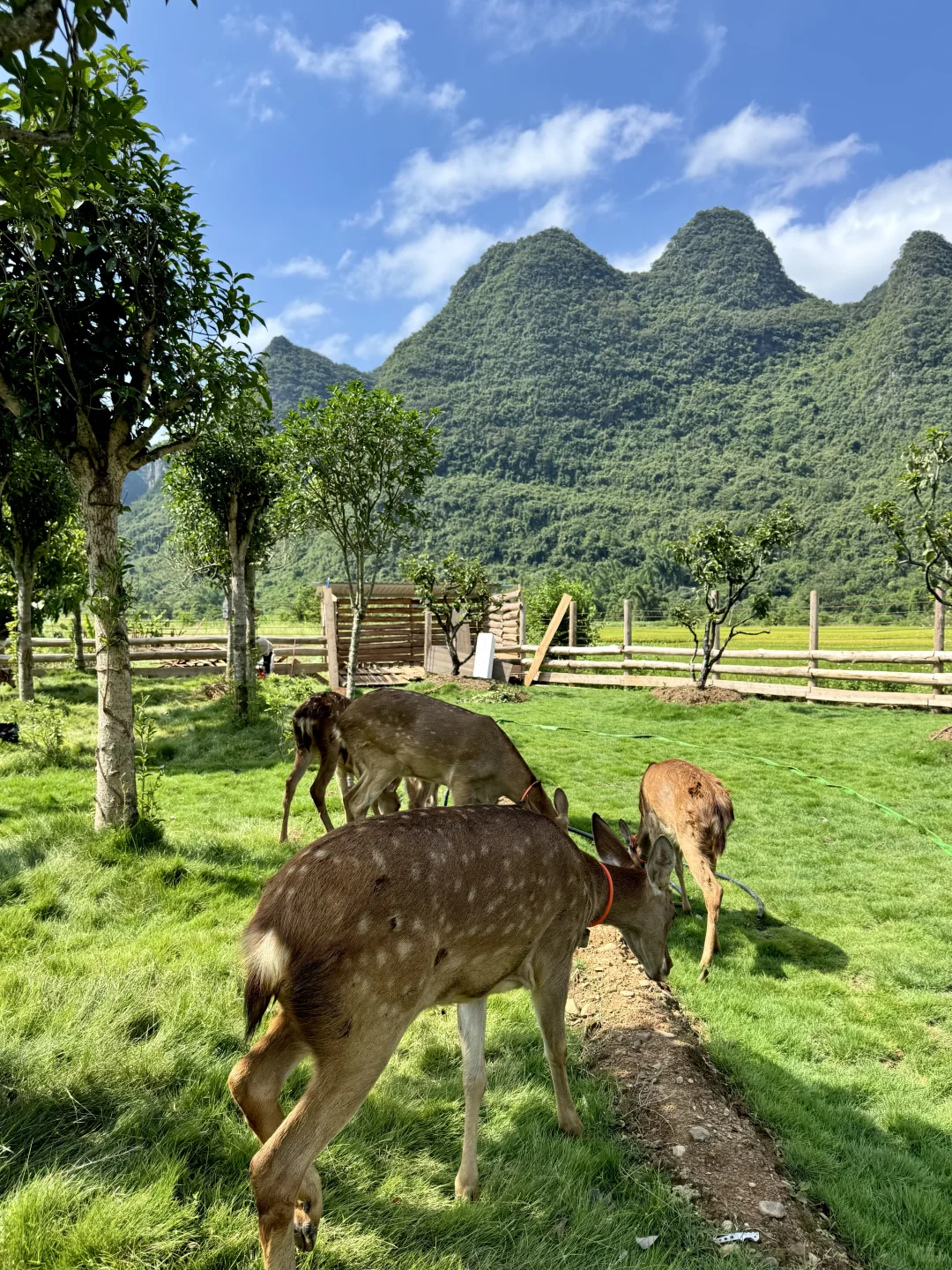 阳朔！建议留半天时间在这里！！🦌💕