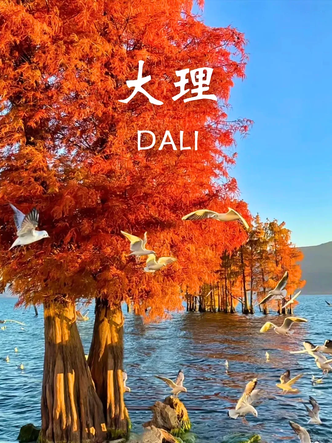 10-11月国内赏秋没有平替❗个个都是天花板