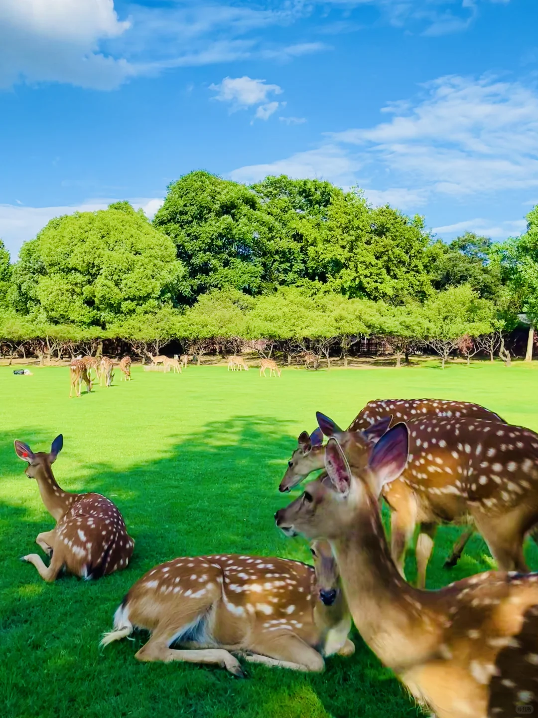 明孝陵免费得起早!(不花钱看鹿攻略)