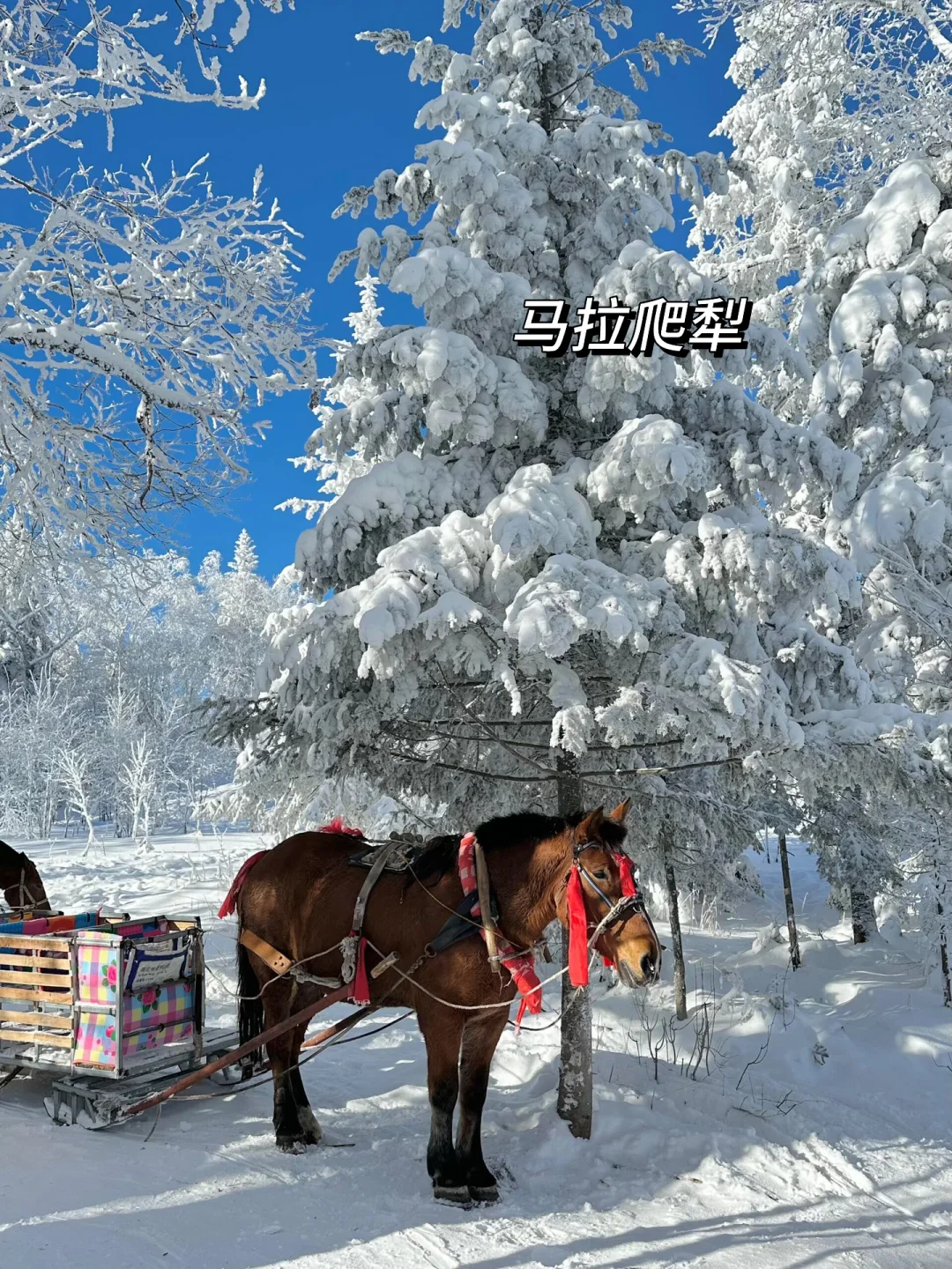 实话难听,这就是冬天带娃来长白山现状…