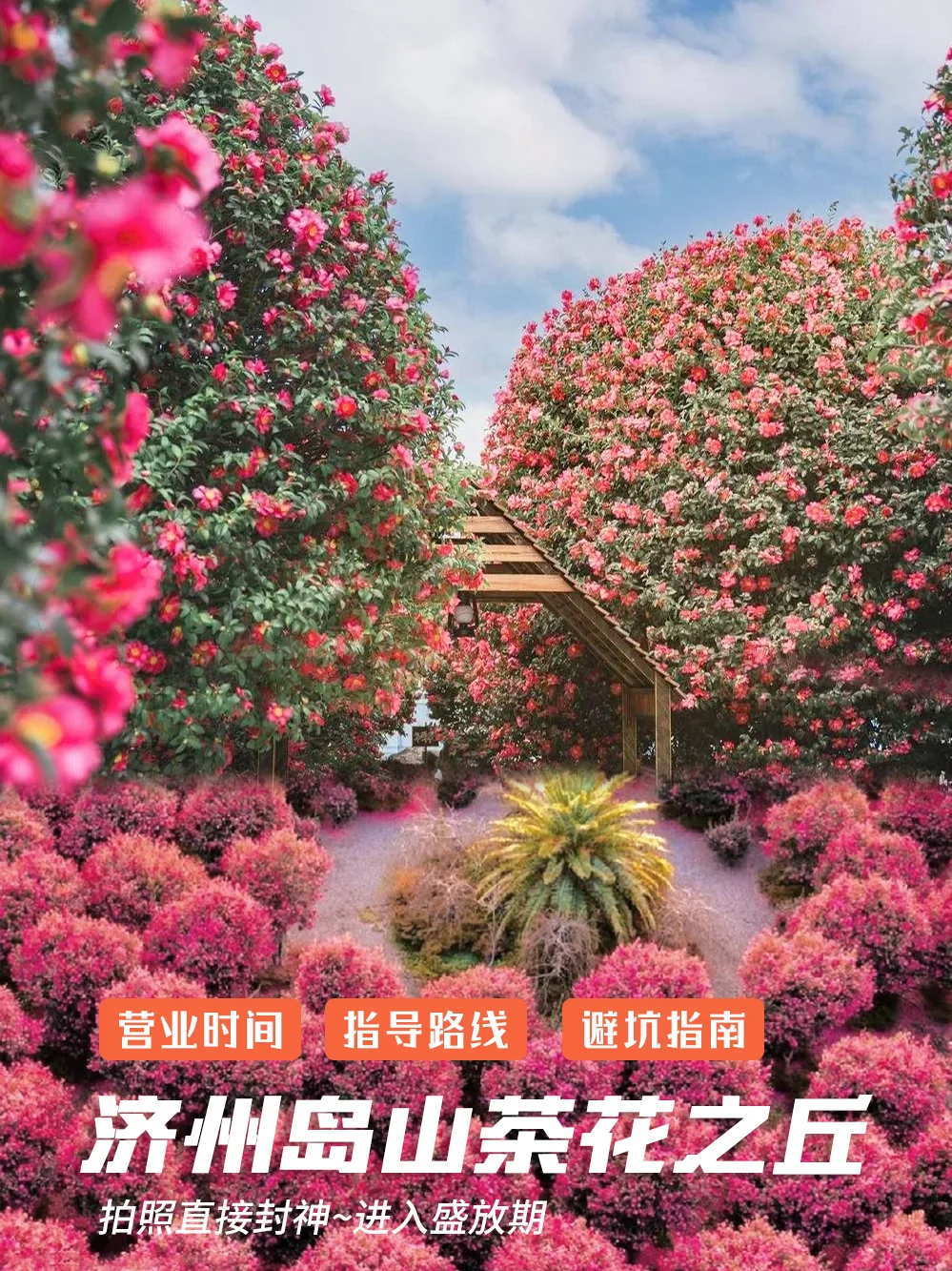 🇰🇷韩国济州岛山茶花暴击🌺好好拍！