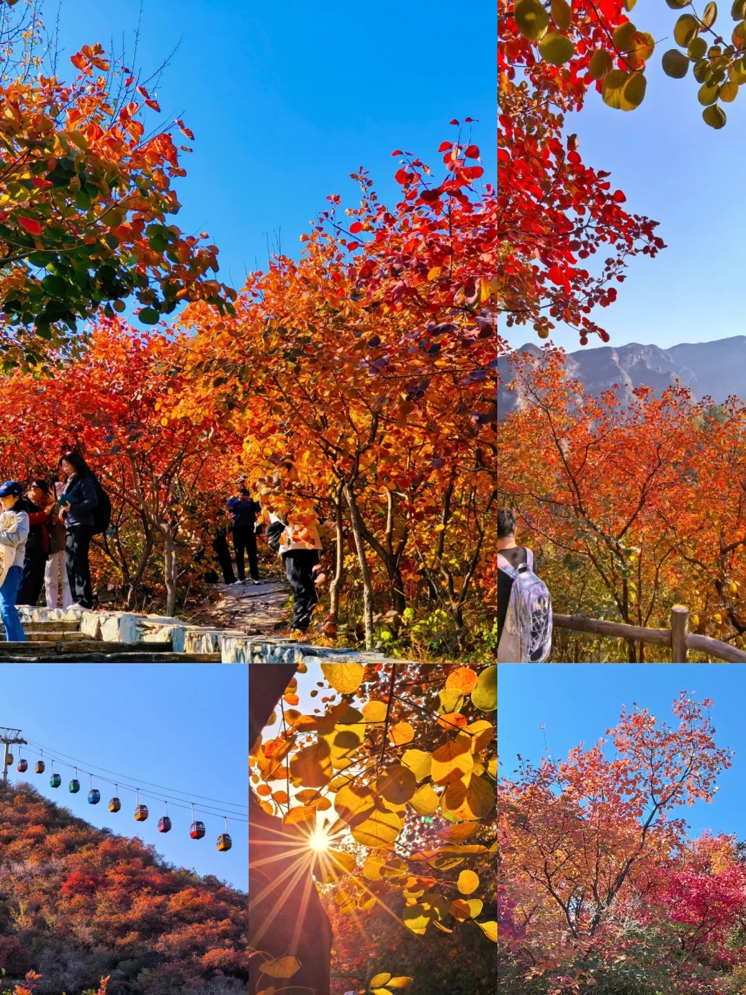 🔥北京红叶天花板！坡峰岭红叶攻略
