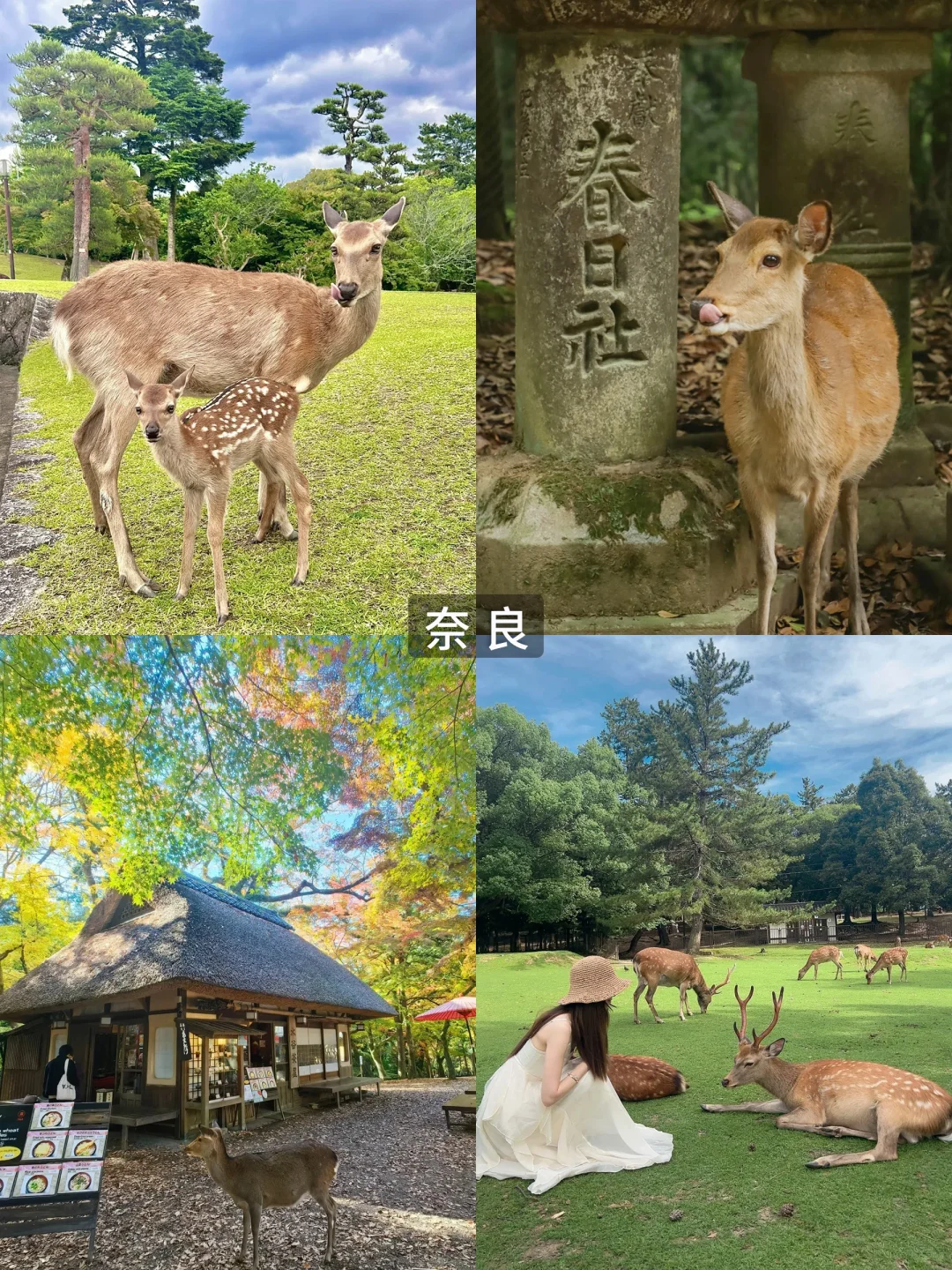 亲测!日本旅游选高端定制游省心好玩不踩坑