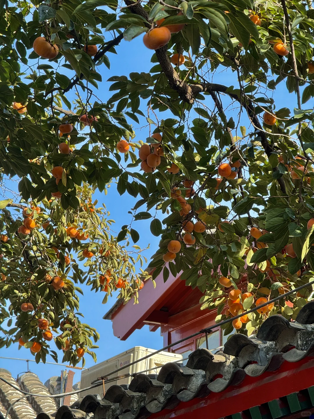 北平秋天无平替….🍂🍂