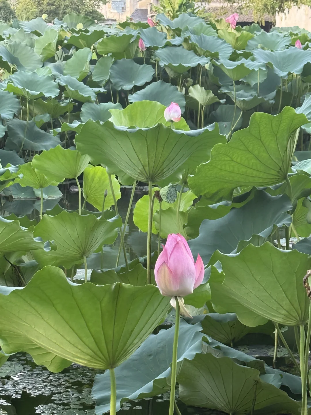 #黄山自驾游 邯郸-黄山5日游