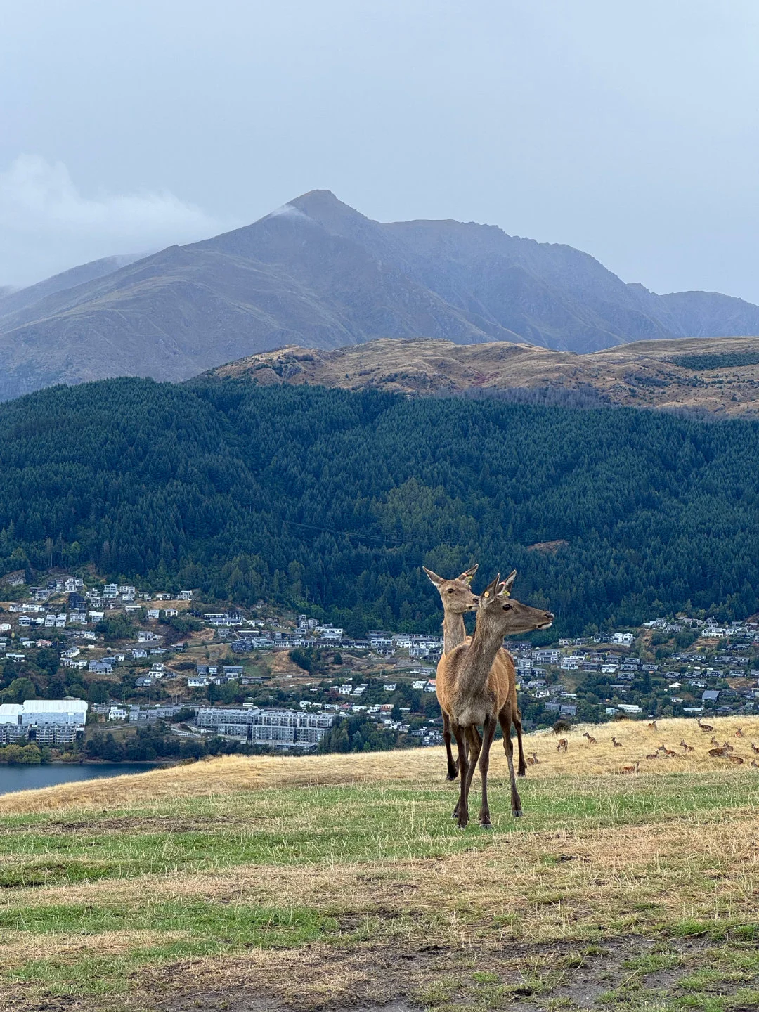 和男朋友去新西兰玩了8天，说点大实话