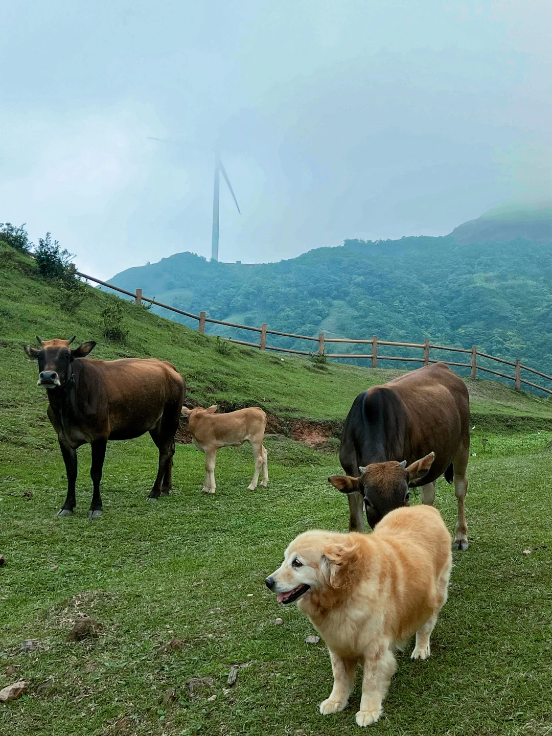 广西带狗自驾,冷门又出片的7个小众景点之2
