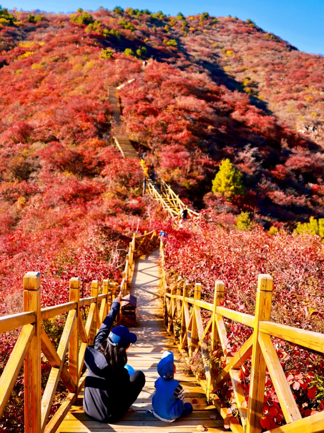 再等10天❗️北京这25个地方红叶美到窒息🍁