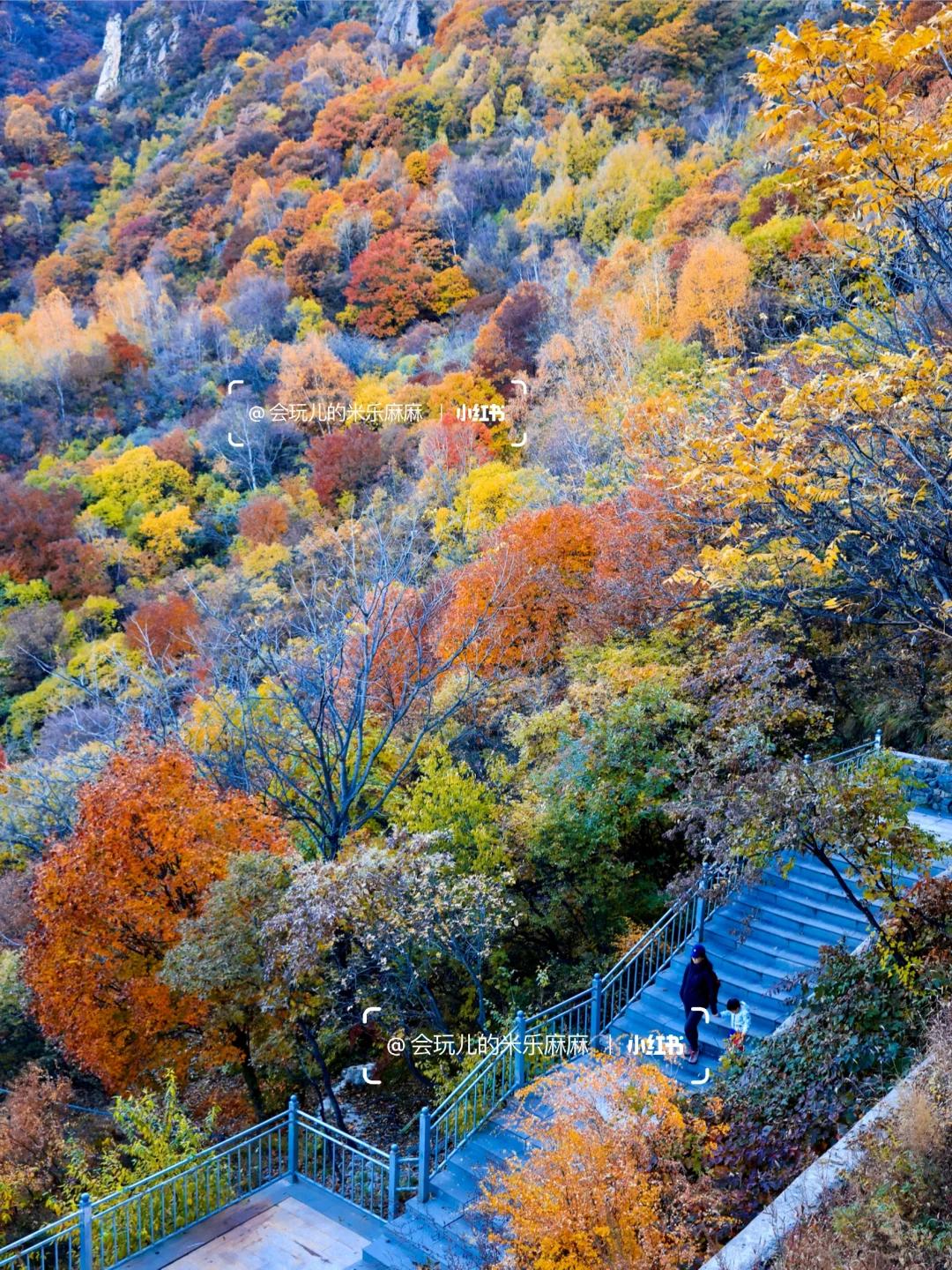 再等10天❗️北京这25个地方红叶美到窒息🍁