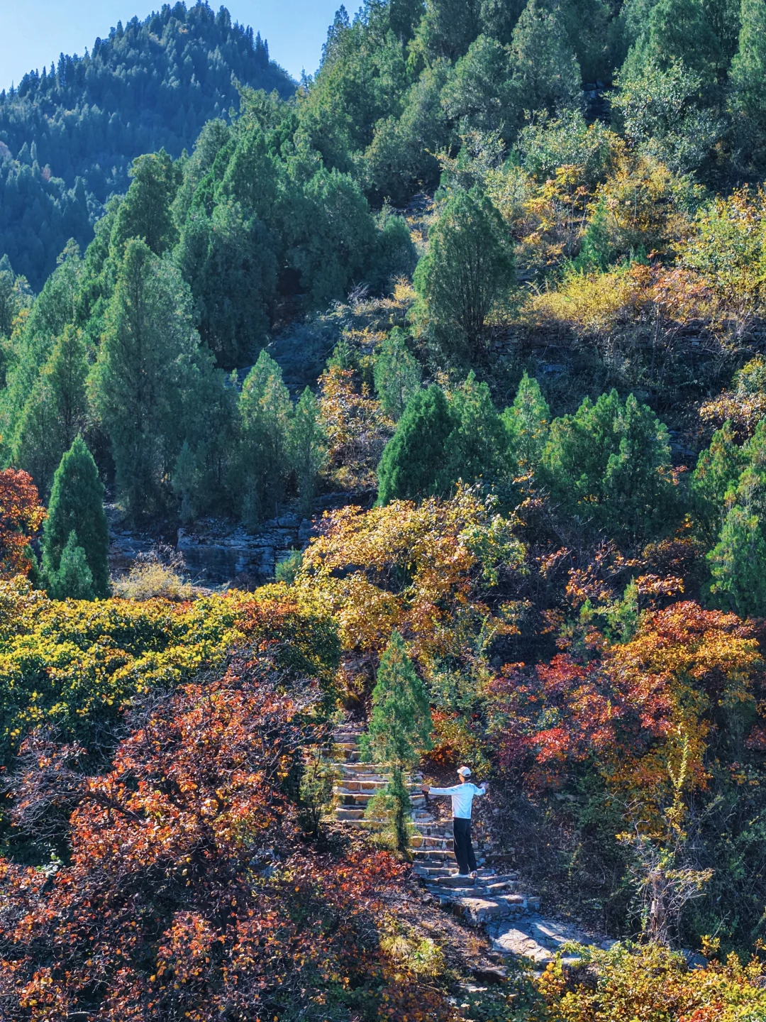 实拍10.14🍁山东百年红叶树张力拉满了