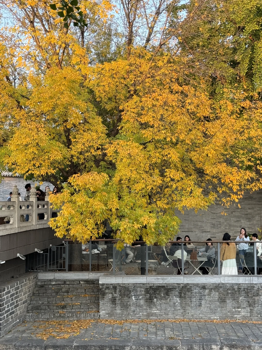 北平秋天无平替….🍂🍂