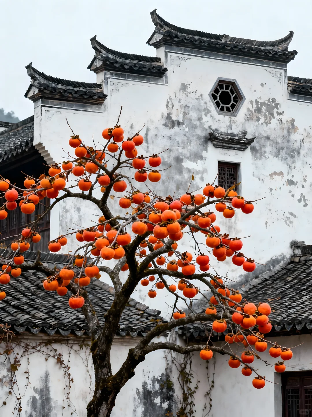 《国家地理》认证！塔川，皖南最美秋色古村