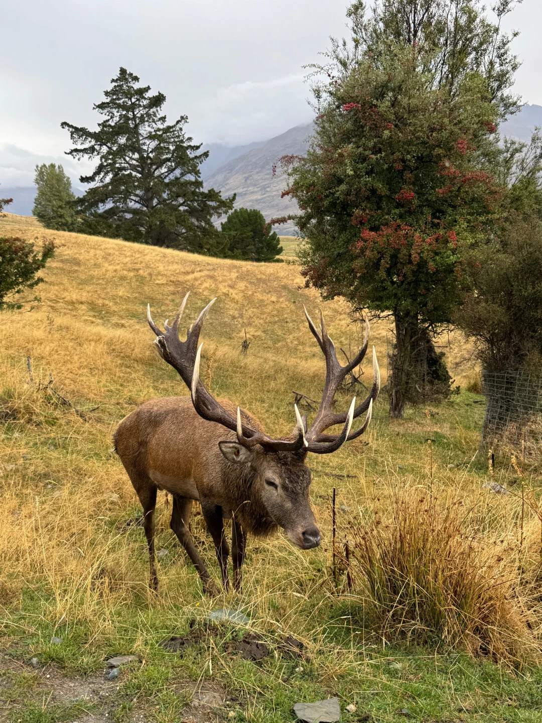 和男朋友去新西兰玩了8天,说点大实话