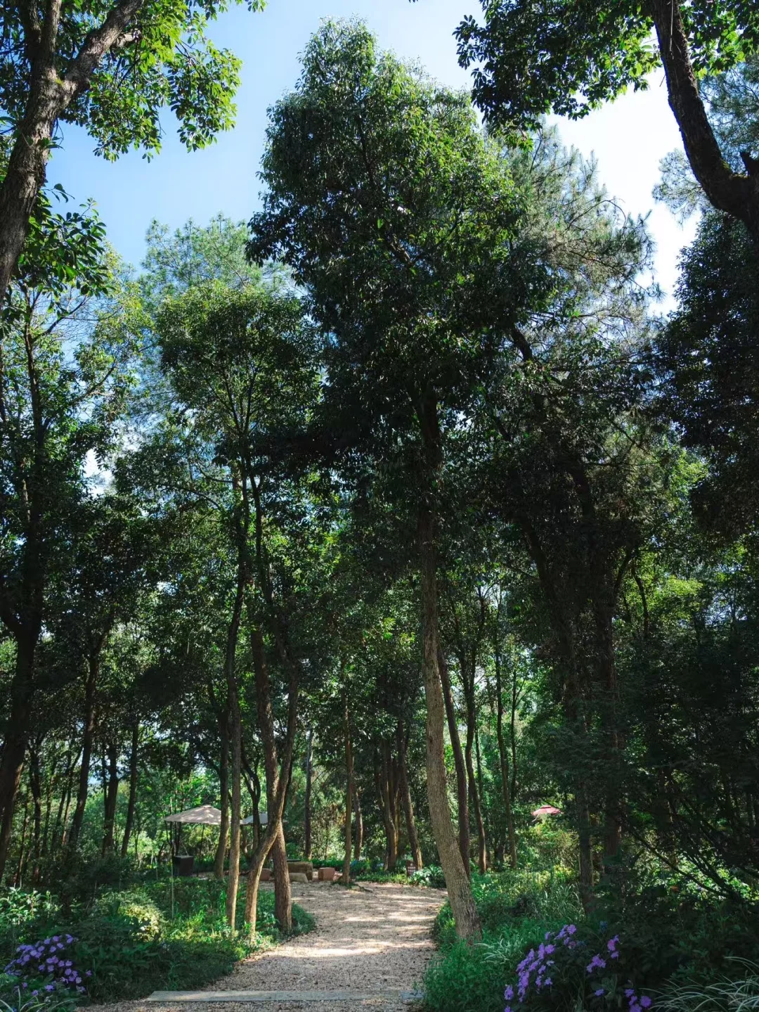 🍂千岛湖秋日漫游指南|10大必玩景点攻略