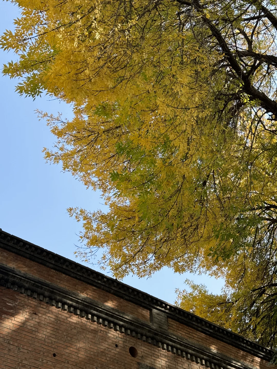 北平秋天无平替….🍂🍂