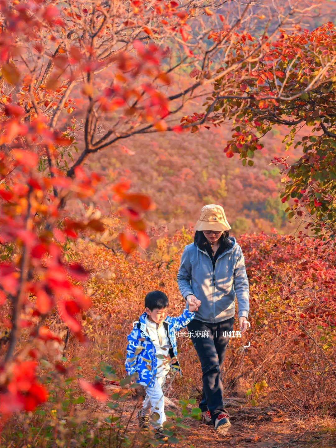 再等10天❗️北京这25个地方红叶美到窒息🍁