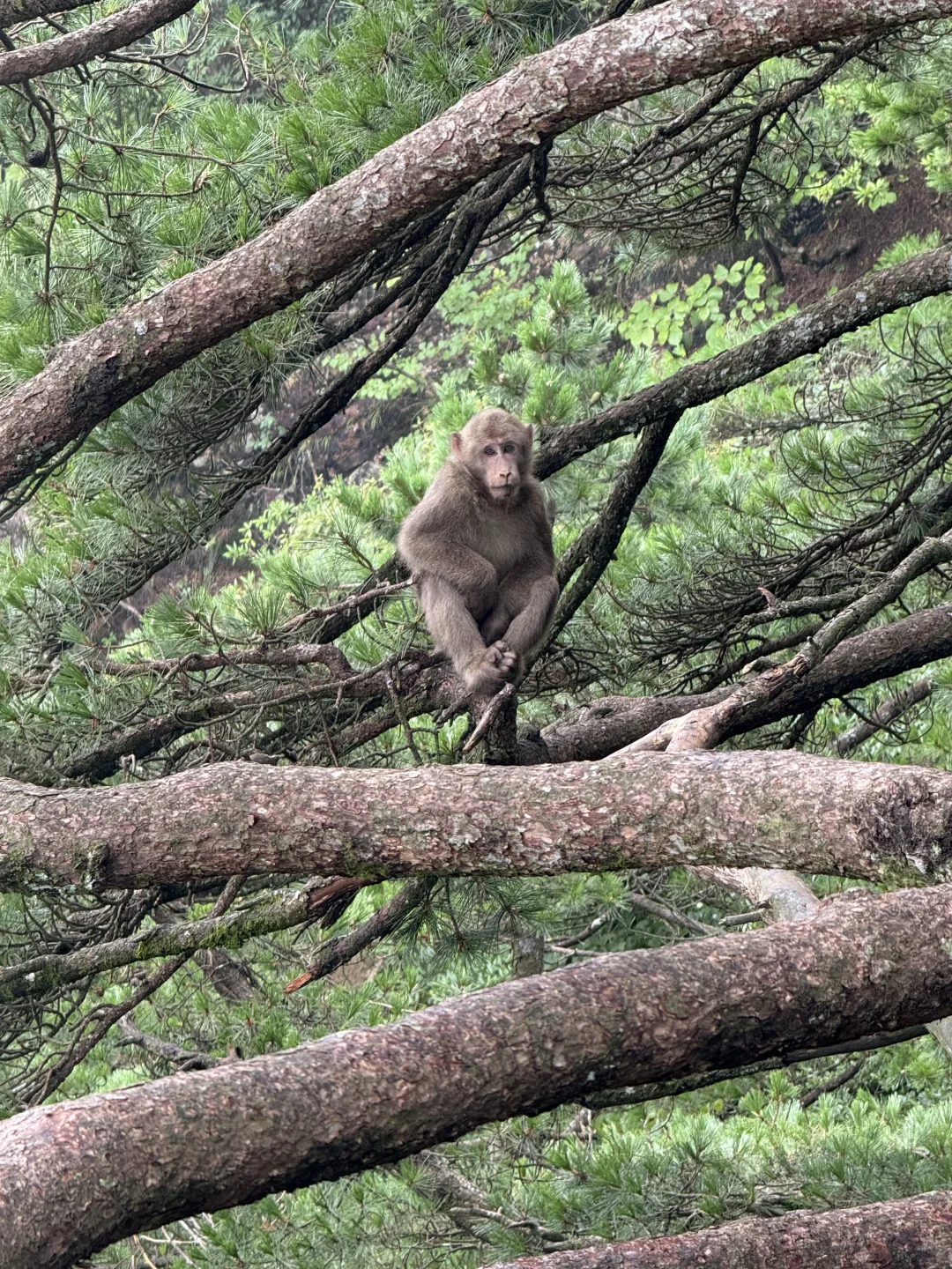 #黄山自驾游 邯郸-黄山5日游