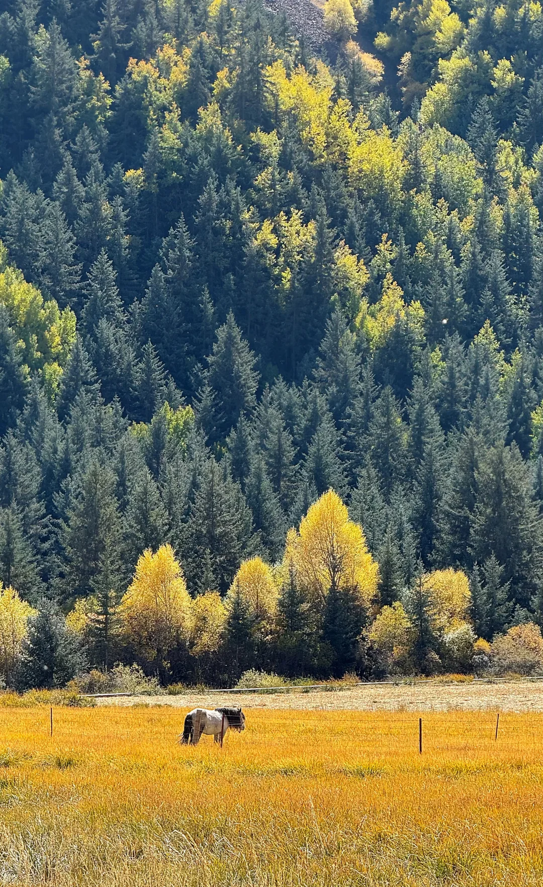 国庆马蹄寺追秋 全程无门票