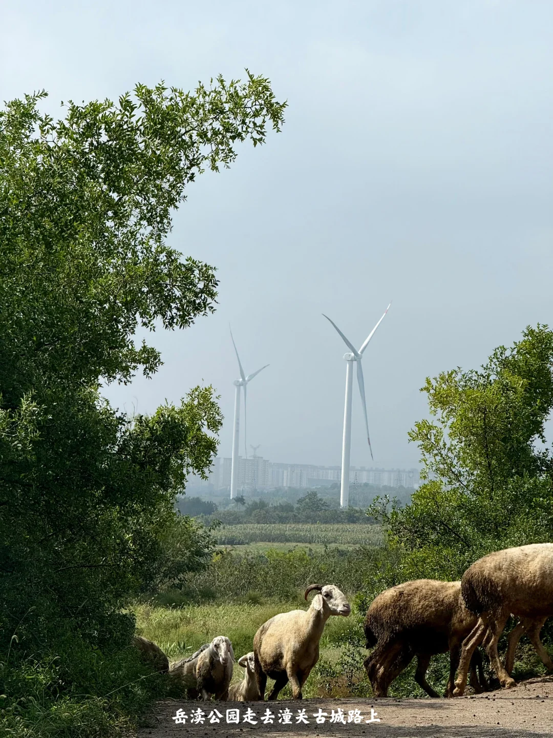 陕西|一个人坐火车去潼关(含公交旅行攻略