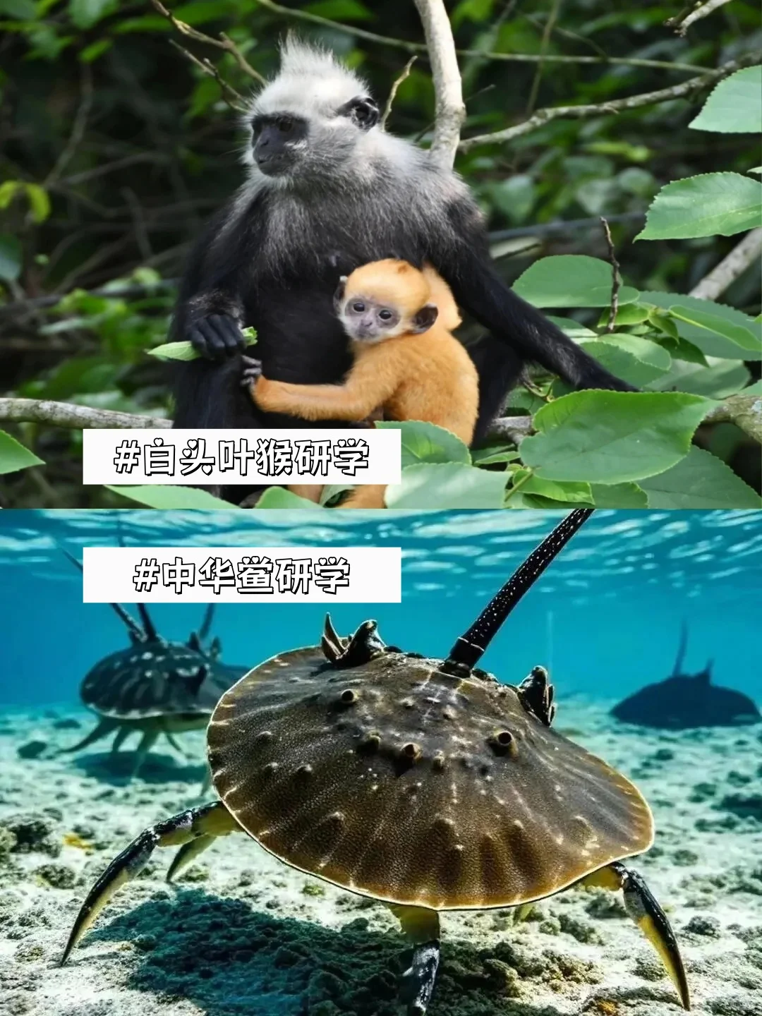 和老公带娃去了崇左，真的比新西兰还震撼‼