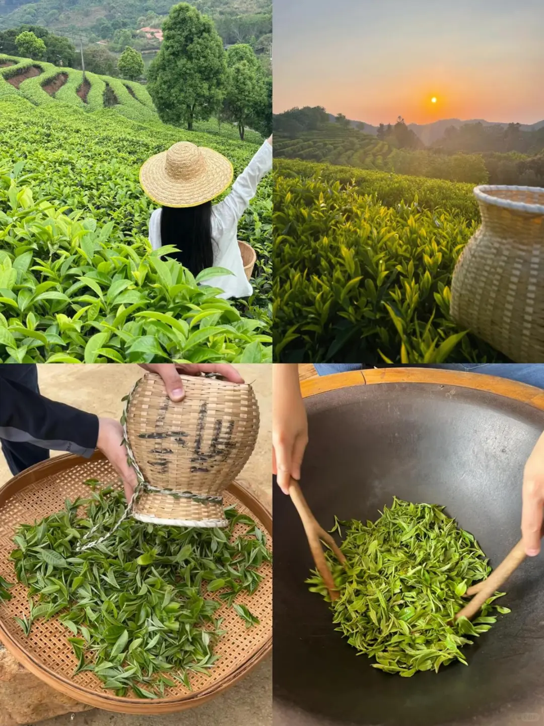 清远“莫干山”📍茶园山野民宿！10.13空