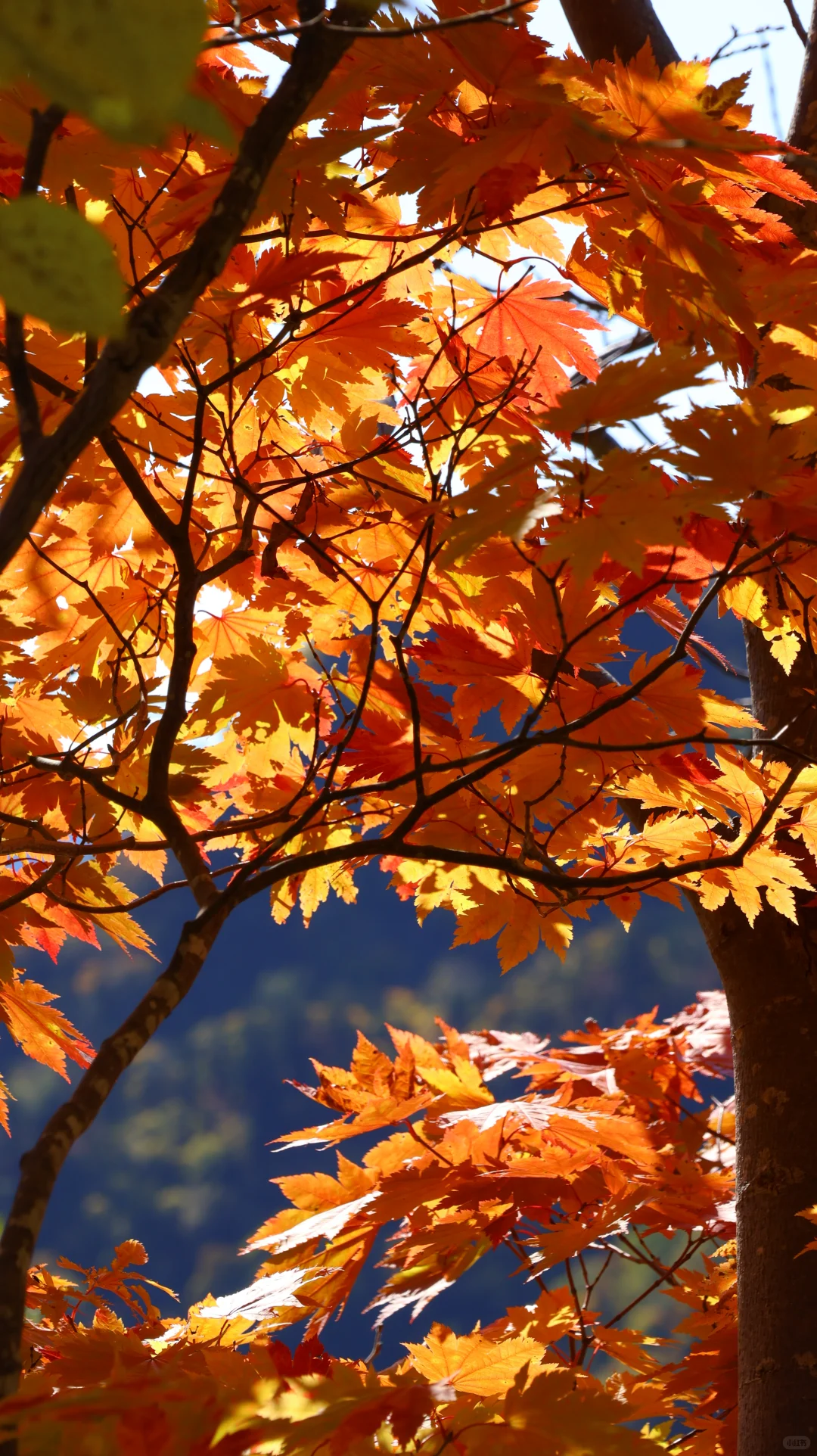 合格就行。日本国内旅游业务管理者🈴