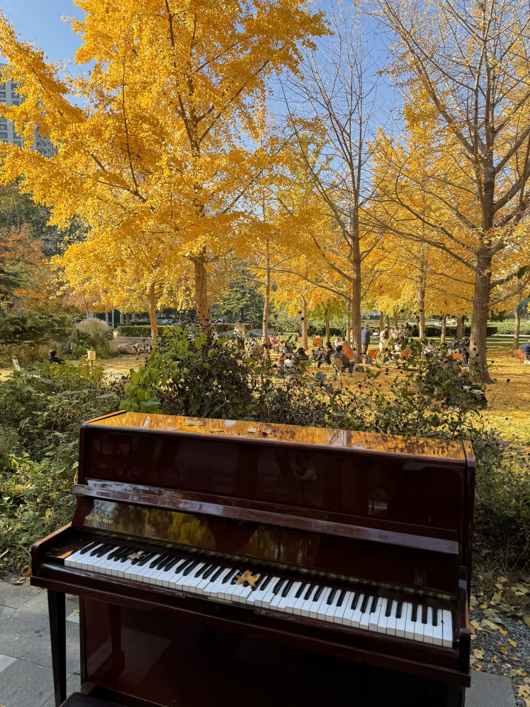 北平秋天无平替….🍂🍂