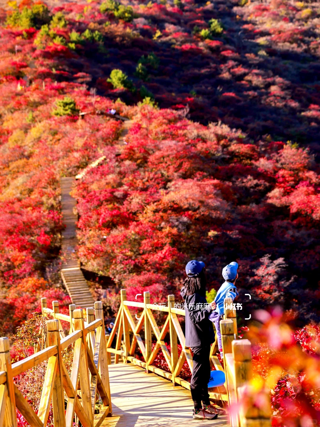 再等10天❗️北京这25个地方红叶美到窒息🍁