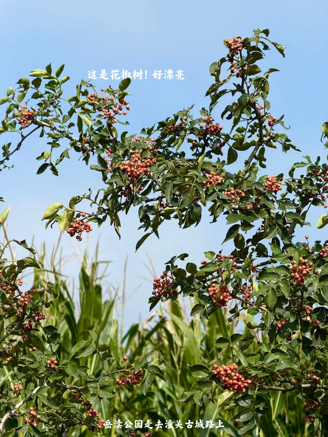 陕西|一个人坐火车去潼关(含公交旅行攻略