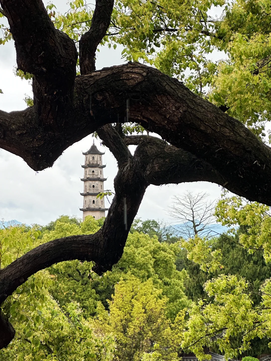 📍温州|真的 我一定要曝光温州这个地方