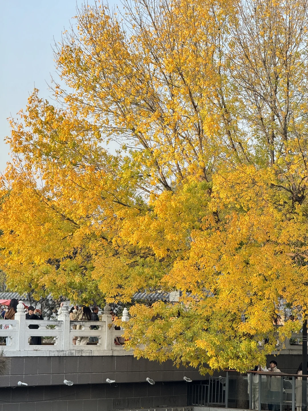 北平秋天无平替….🍂🍂