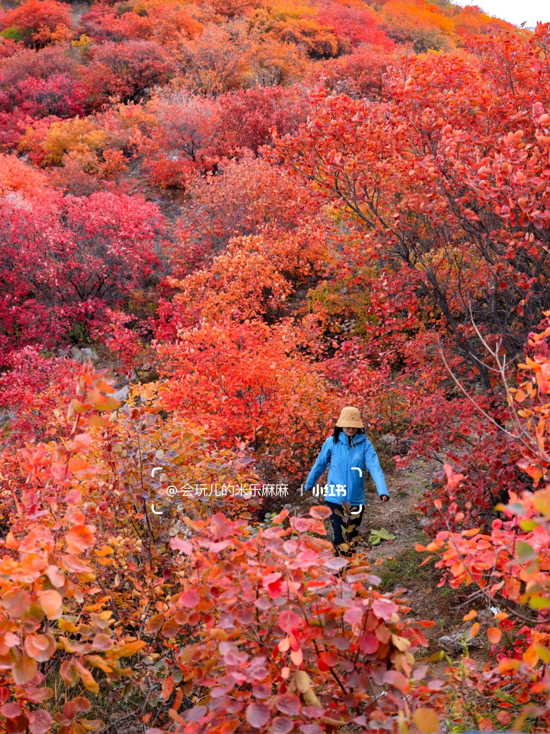再等10天❗️北京这25个地方红叶美到窒息🍁