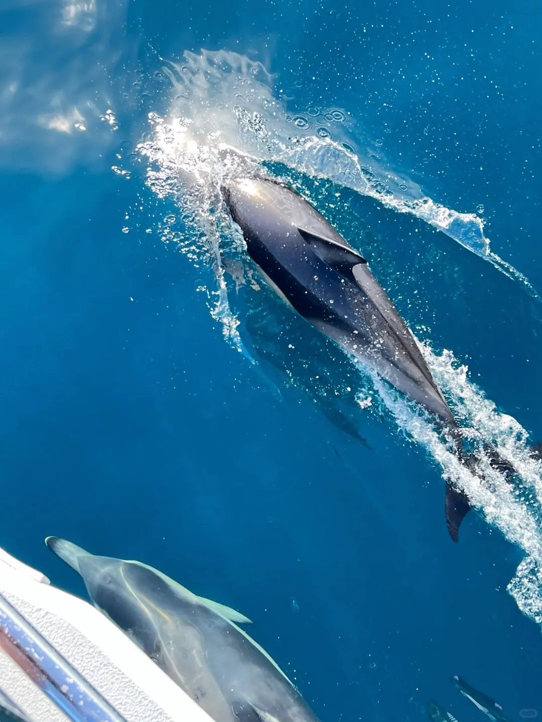 害怕被拒签，选择跟团去新西兰旅游，结果…